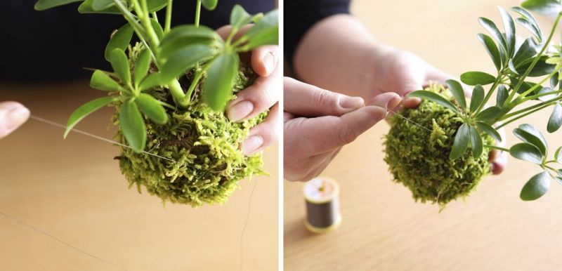 buộc dây cho quả cầu đất